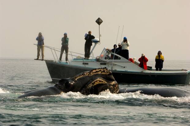 The New England Aquarium’s Philip Hamilton, a co-lead on a new research project that will study the genes of right whales, and his team are shown observing a right whale. (Brian Skerry - image credit)