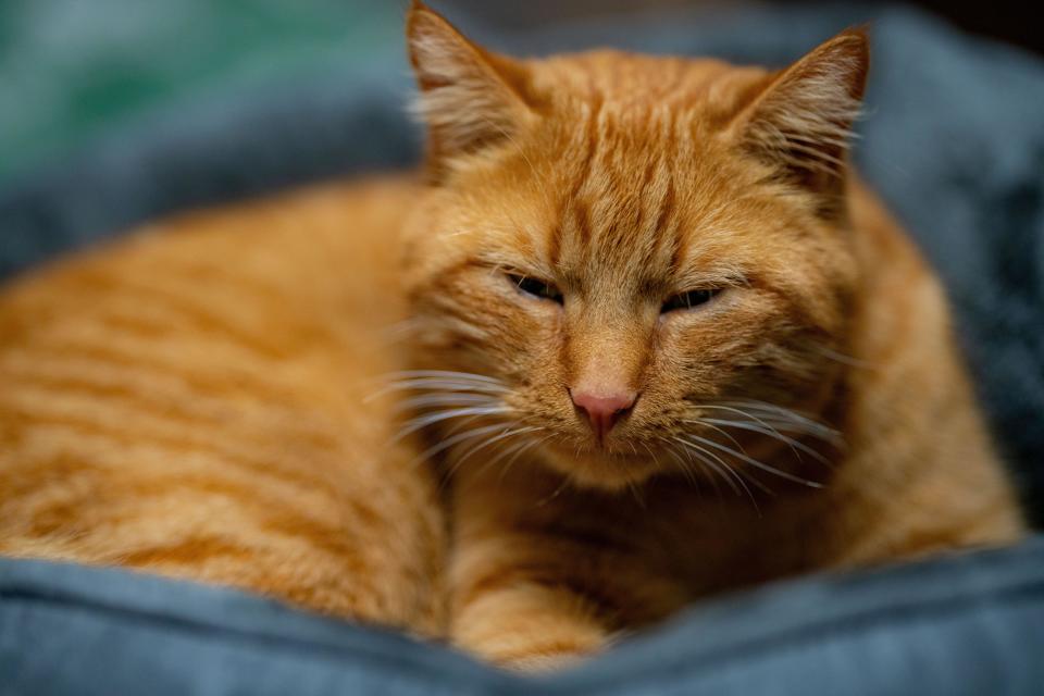 cat snuggles on pillow, cat, pillow, pet, red cat, red, cats, mammal, animals, purring, sweet, kitten, eyes, sleeping