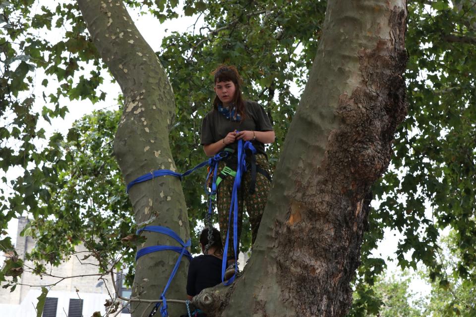 A protester climbs a tree in Parliament Square (PA)