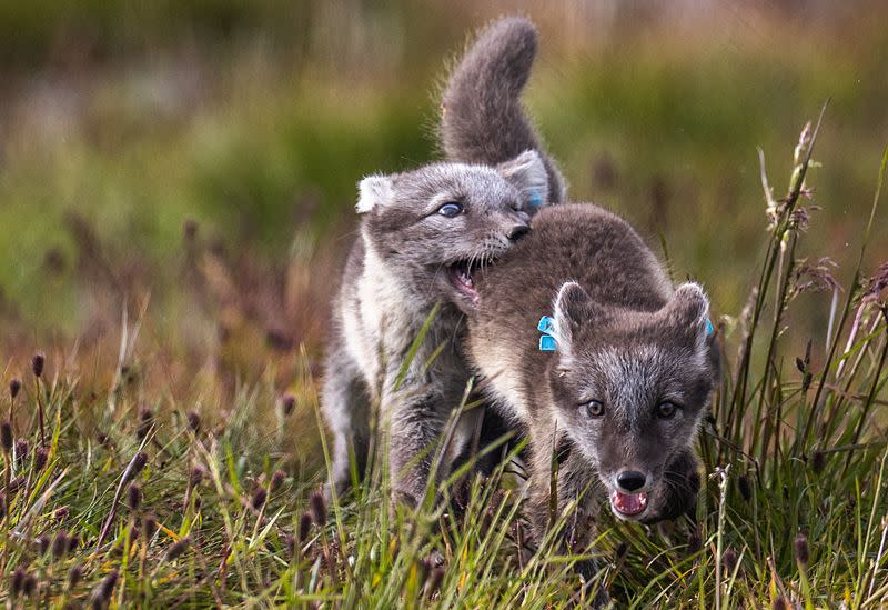 The Wider Image: Norway gives Arctic foxes a helping hand amid climate woes