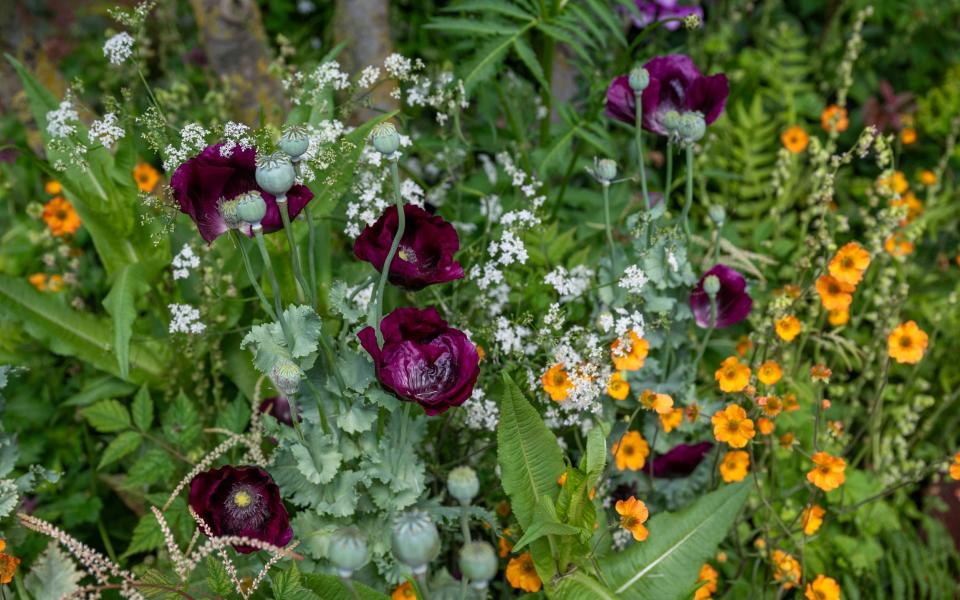 The Octavia Hill Garden by Blue Diamond with the National Trust