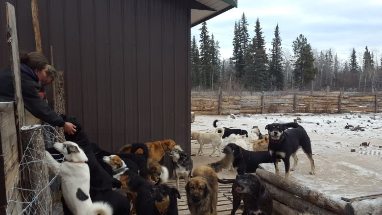 The dogs will go, says Yukon kennel owner as court battle escalates