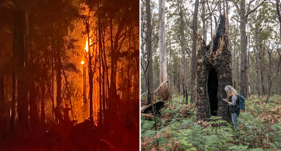Left - a burning Mount Alfred State Forest. Right - Four months after the burn at Casey Creek Colquhuon Forest