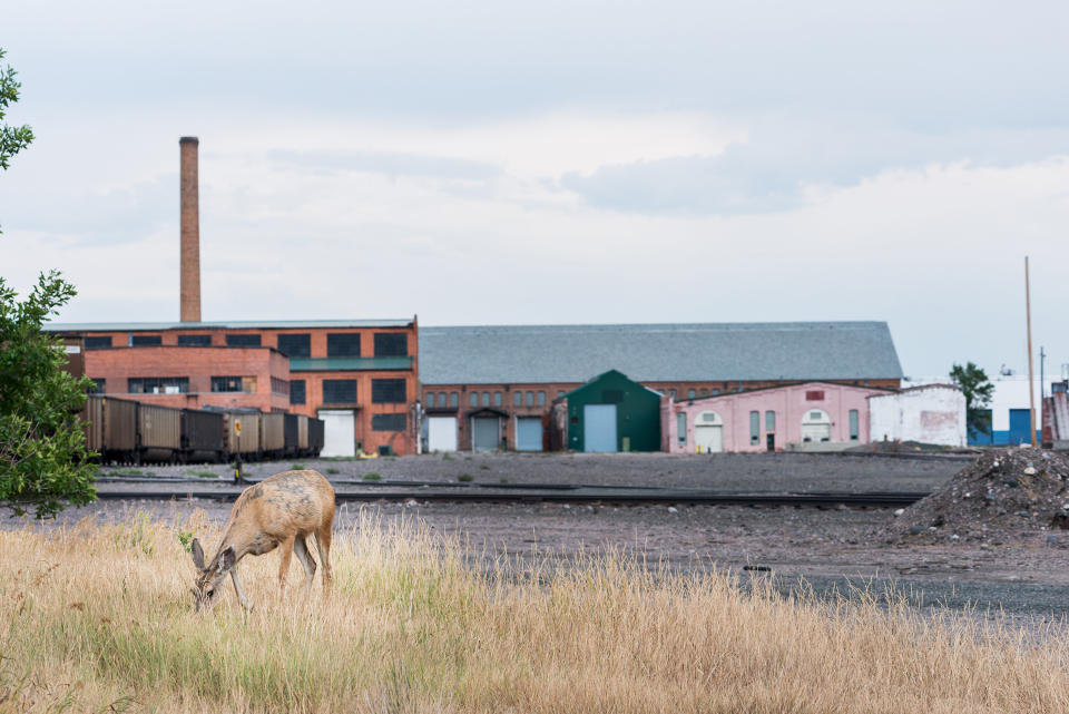 A deer grazes near the Livingston rail yard, one of 18 state-recognized superfund sites tied to Burlington Northern Railroad's operations.