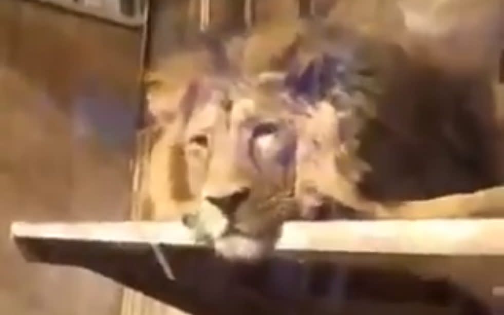 Kamran the lion is at risk of death, the European Association of Zoos and Aquaria confirmed