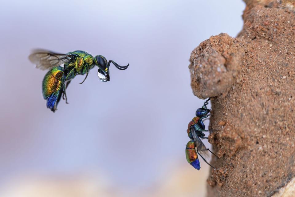 A cuckoo wasp is captured mid-air trying to enter a mason bee's clay burrow as a smaller cuckoo wasp cleans its wings below. 