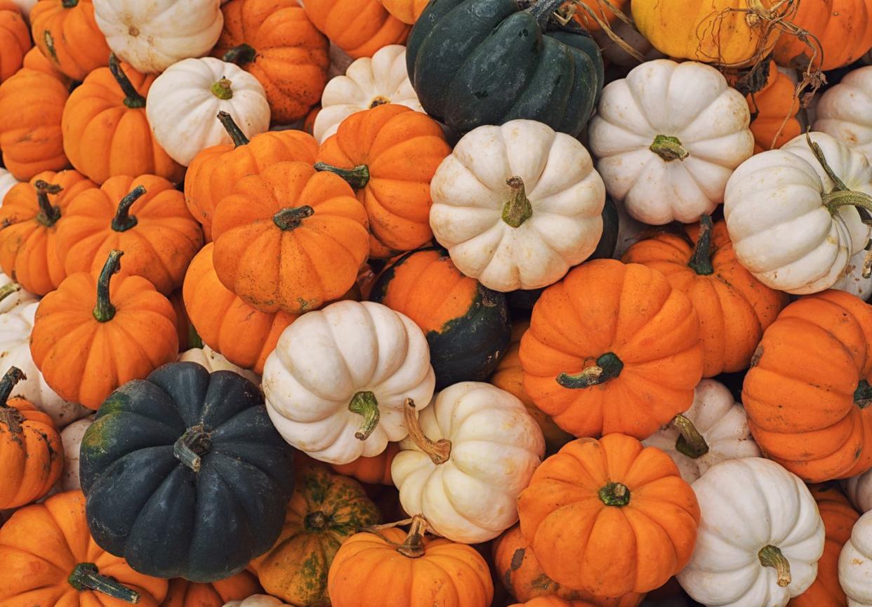 halloween trivia pumpkins state