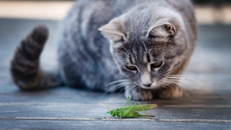 A cat playing with its potential food, a grasshopper. - Image: Sasha Chornyi (Shutterstock)