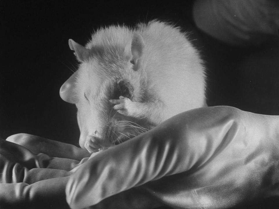 A rat that was used for experiments, although not by DuPont.