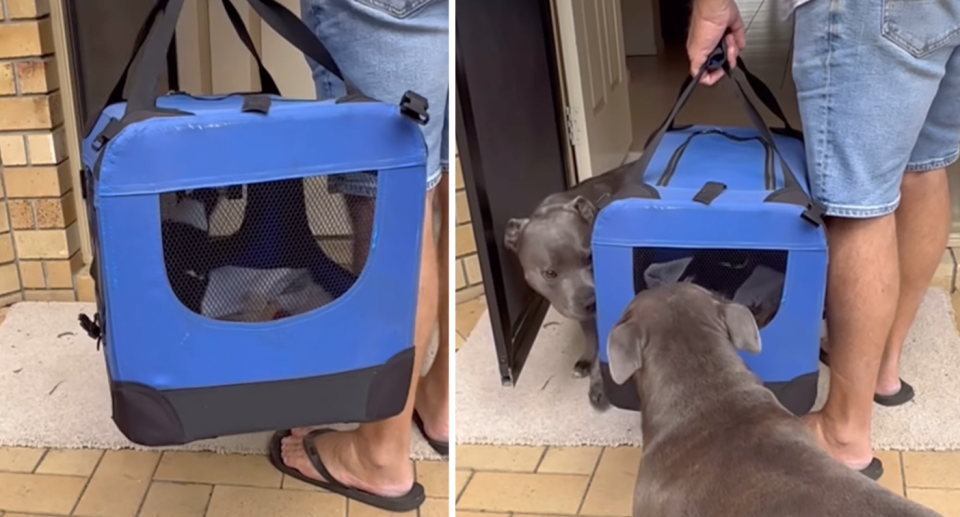 Molly, seen here in a carrier, was reunited with her best Staffy friends Peggy and Ruby at the couple's Queensland home. 