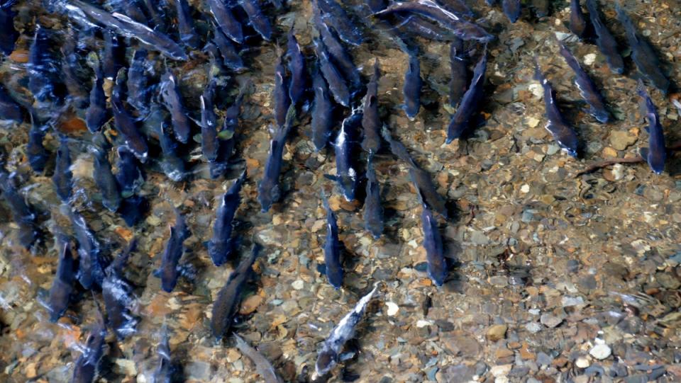 Dozens of salmon swim through a clear stream, the males of which have sperm that Chinese scientists have now used to make eco-friendly plastics.