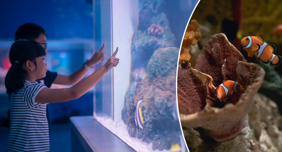 Left: Children looking at corals in a tank. Right - clown fish and coral in a tank.