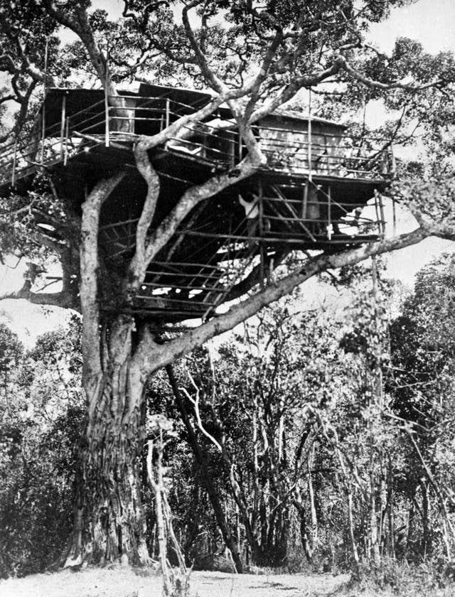 Treetops Hotel in Kenya