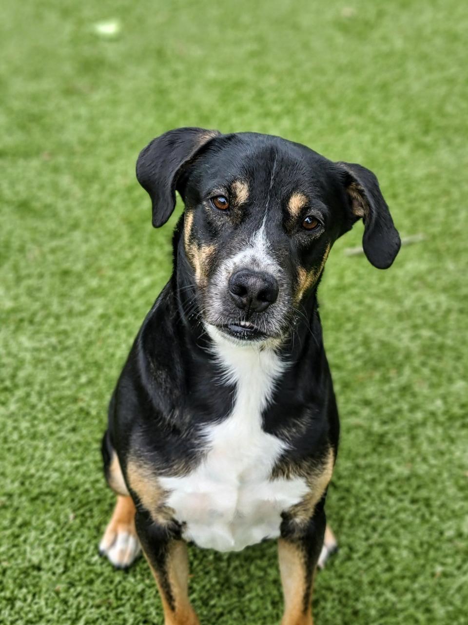 Uncle Leo is a 4-year-old, medium breed tricolor dog and is everyone's favorite. He walks great on a leash, plays in the yard with his low-key friends and has the cutest underbite. To meet Uncle Leo, call 405-216-7615 or visit the Edmond Animal Shelter, 2424 Old Timbers Drive.