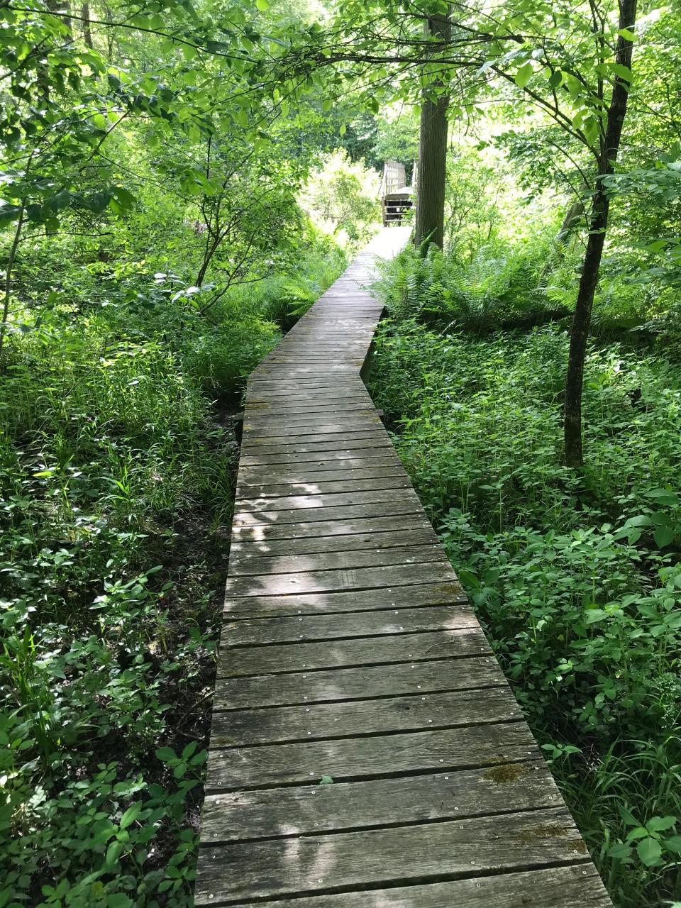 Hikers can spot animal tracks in the mud below long, wooden-slat boardwalks above wooded swamps and the Tomaquag Brook.