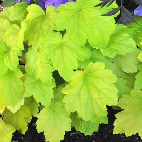 The pop of green wakes up your garden