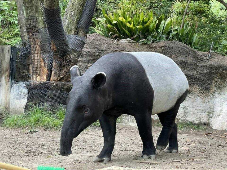 在高溫逼人的天氣下，日本橫濱動物園馬來貘「英雄」因環境溫度過高在運輸來台的途中猝逝   圖：台北市立動物園／提供