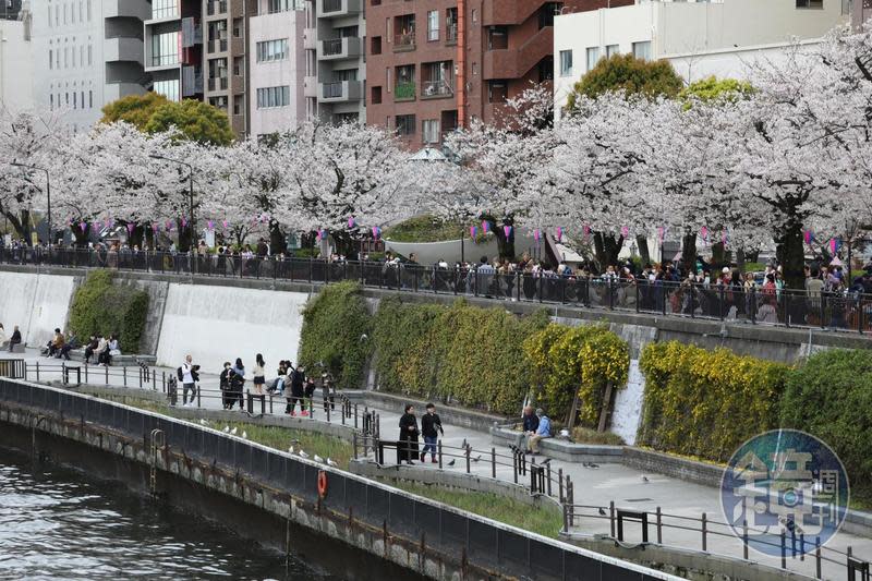 東京隅田川兩側滿是盛開櫻花。