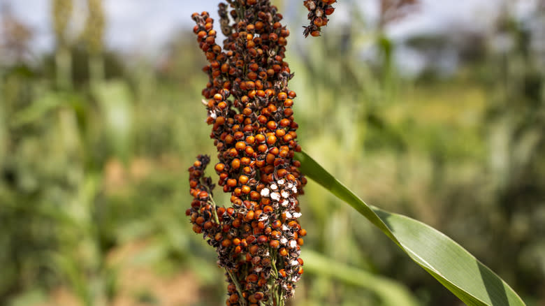 close up of sorghum plant