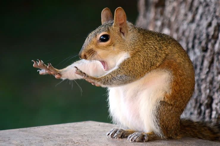 Les photos les plus drôles d’animaux