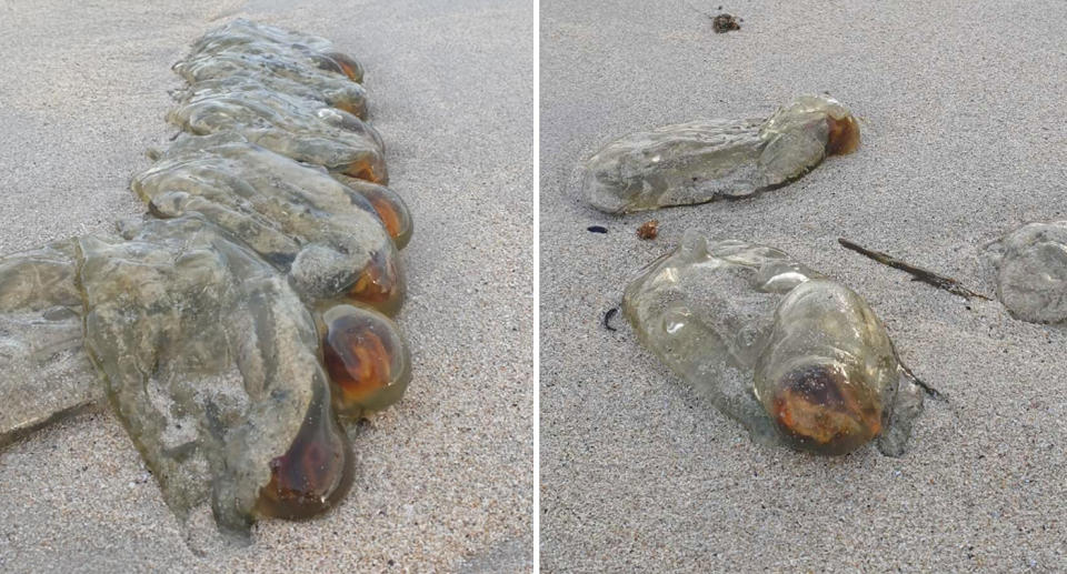 Several sea salps can be seen strewn across the sand, appearing mostly translucent other than their orange-reddish ends which appear to glow slightly.