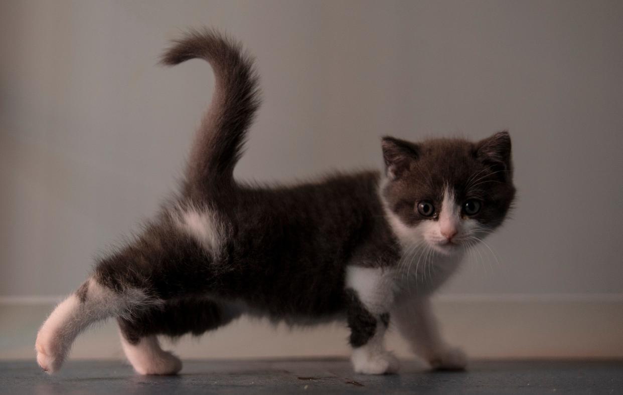 Ajo, el primer gato clonado en China. Foto AFP