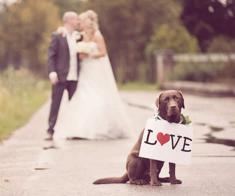 Can't bring your pet? You can still include them by taking portraits after the ceremony.