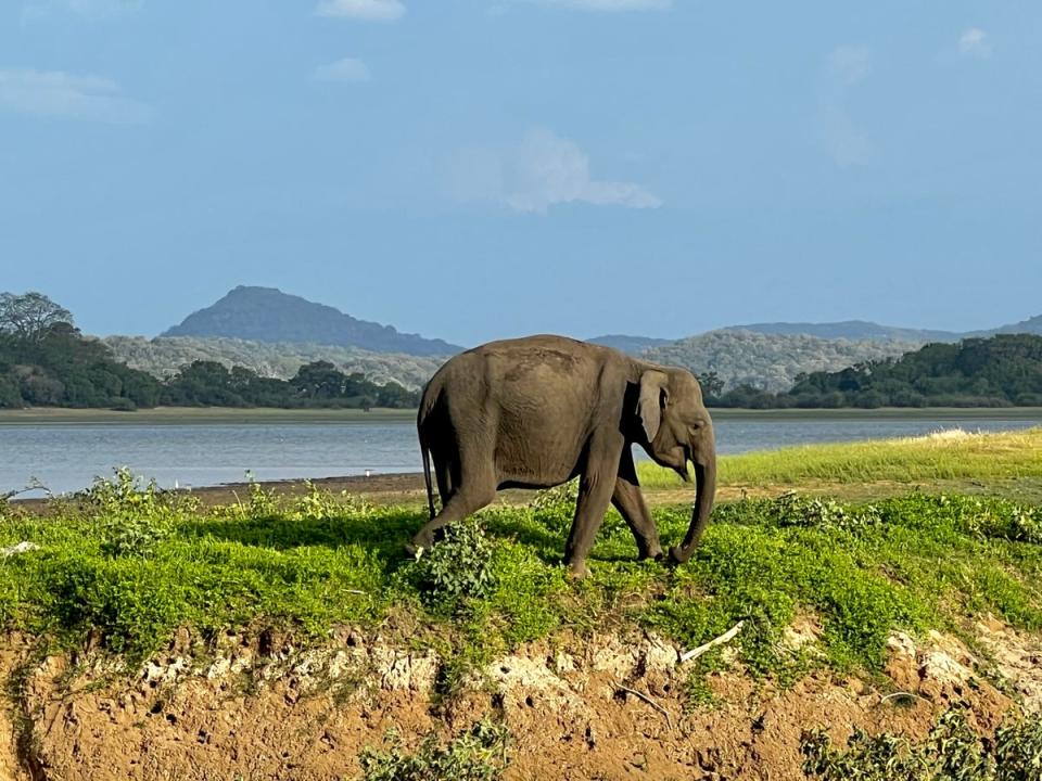Safari spot: Sightings of Sri Lankan elephants are easy to come by (Emma Cooke)