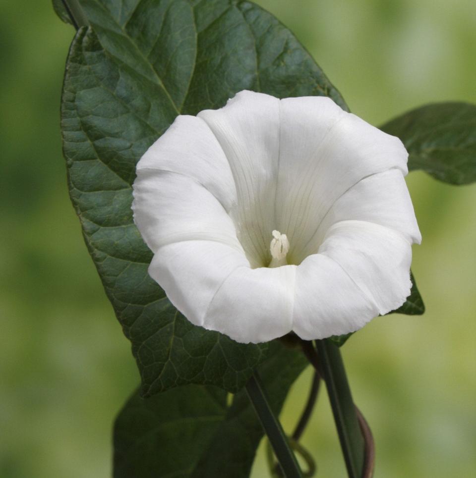 Bindweed