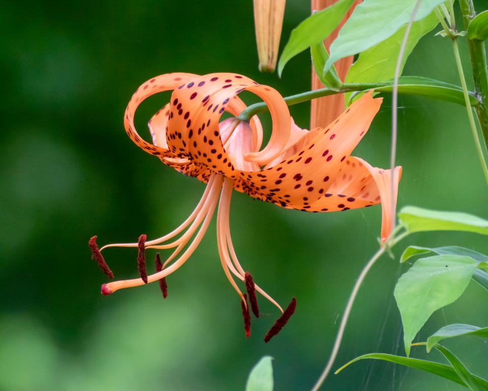 Lancifolium Species – Tiger Lily