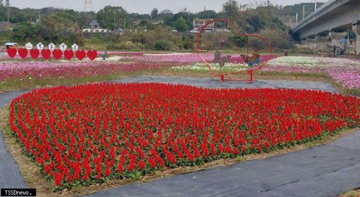 通霄城北高鐵橋下周邊農田栽種波斯菊、萬壽菊、一串紅、油菜花等營造花海，美不勝收。（記者江乾松攝）