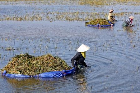 Farmers harvest rice on a flooded field after a heavy rainfall caused by a tropical depression in Ninh Binh province, Vietnam October 14, 2017. REUTERS/Kham