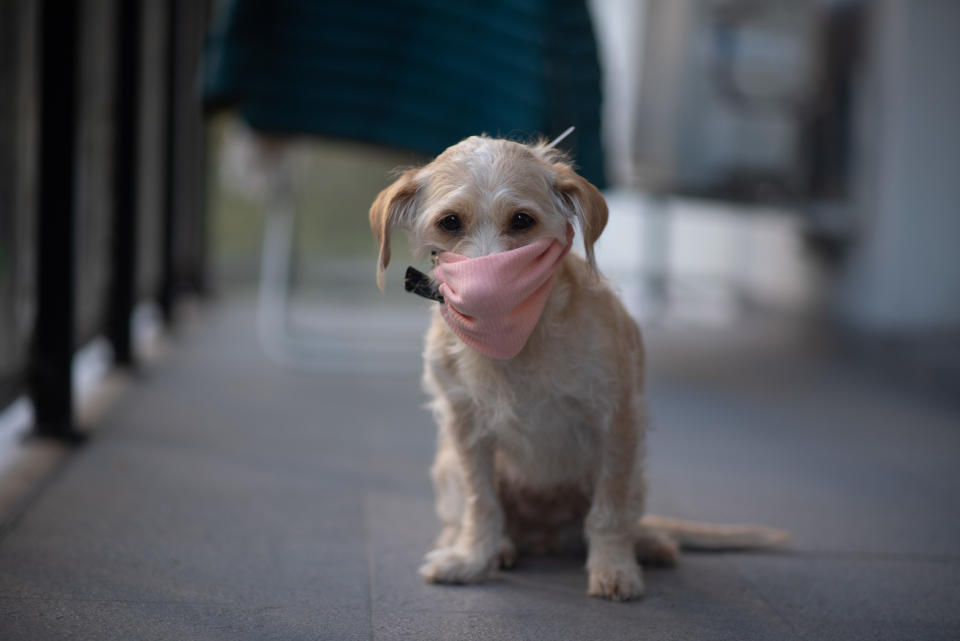 A dog wearing a mask for avoid spreading the coronavirus in a house in Buenos Ares, Argentina on April 29, 2020 during the Animal Day. (Photo by Mario De Fina/NurPhoto via Getty Images)