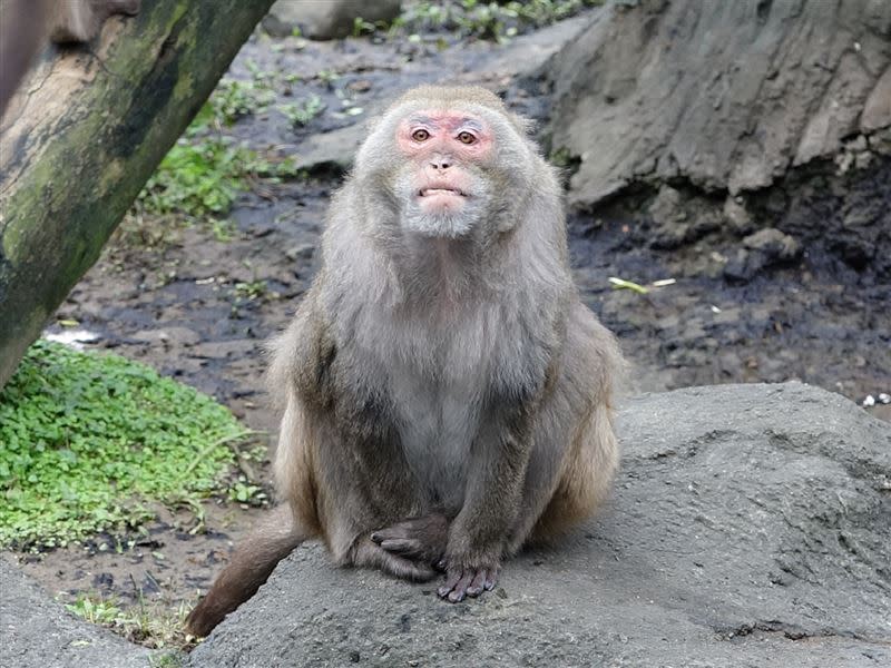 目前掌管猴島的猴子為「榮哥」。（圖／臺北市立動物園提供）