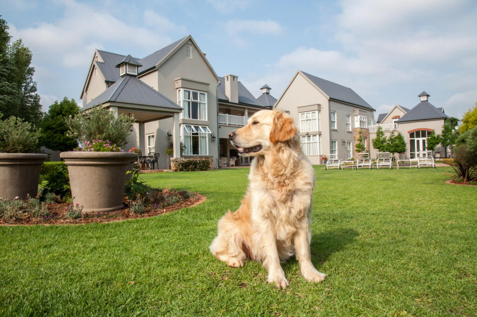 Golden Retriever à la maison, assise dans le beau grand jardin du grand manoir où elle vit.