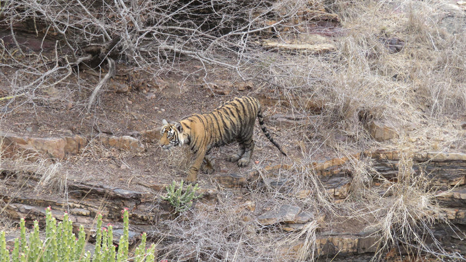 A tiger in India