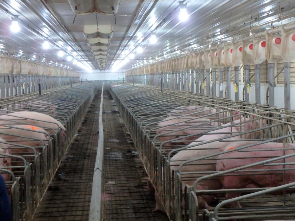 Breeding sows in gestation crates on an Iowa farm.