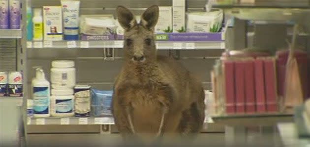 Kangaroo hops into Melbourne Airport chemist. Photo: 7News