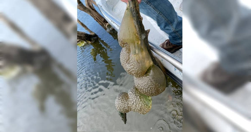 奧克拉荷馬州的居民在湖中發現了許多巨大的果凍狀球體，被人當成「外星人的蛋」。（圖／翻攝FB／Oklahoma Department of Wildlife Conservation (ODWC)）