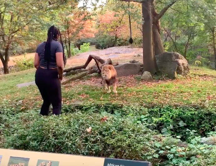 The woman entered the lion enclosure at Bronx Zoo and danced in front of the puzzled-looking animal (Instagram)