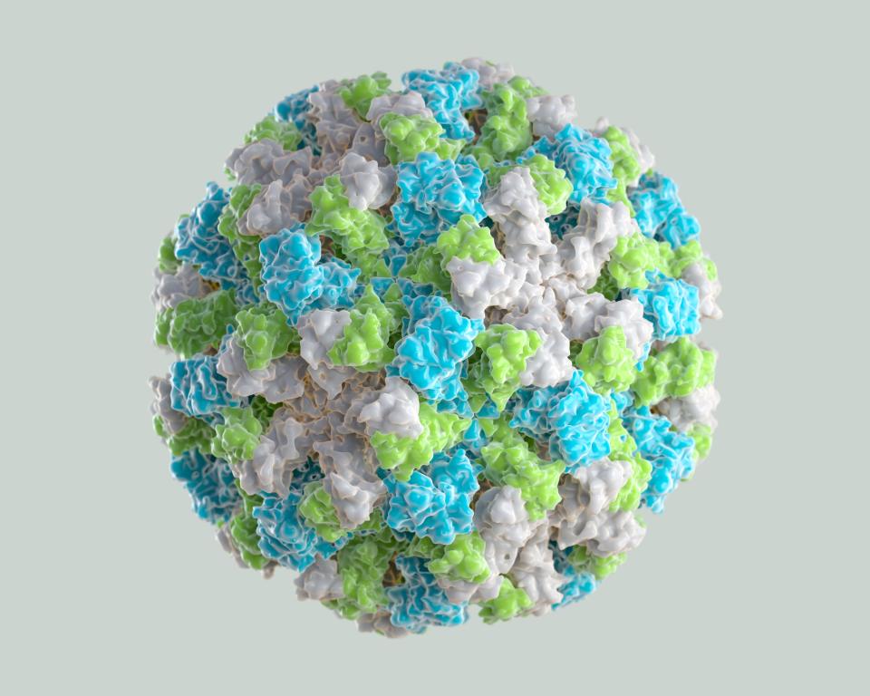 3D graphical representation of a single Norovirus virion. The different colors represent different regions of the organism's outer protein shell, or capsid. 3D illustration