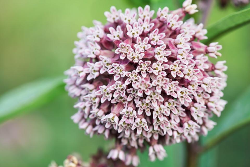 Light pink-lilac common Milkweed (Asclepias syriaca) blooming. 