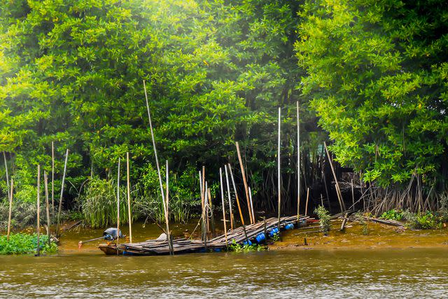 <p>R1211 photo/Shutterstock</p> Mangrove forest in Chachoengsao, Thailand