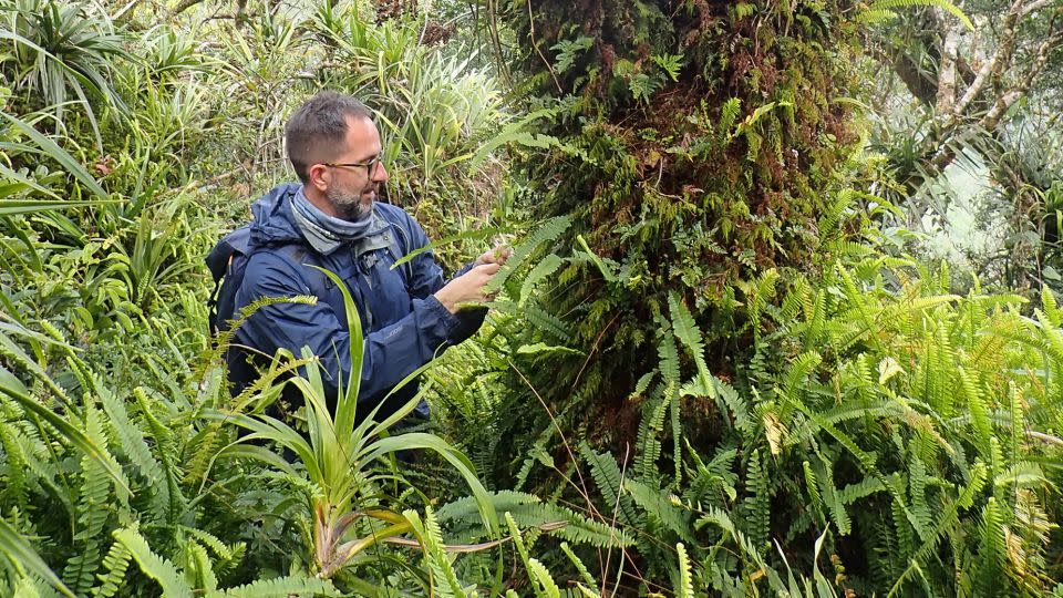 Evolutionary biologist Jaume Pellicer, corresponding author of the new study, checks fern species growing as epiphytes on a tree on Grande Terre, the main island of the French archipelago New Caledonia, in 2023. - Oriane Hidalgo