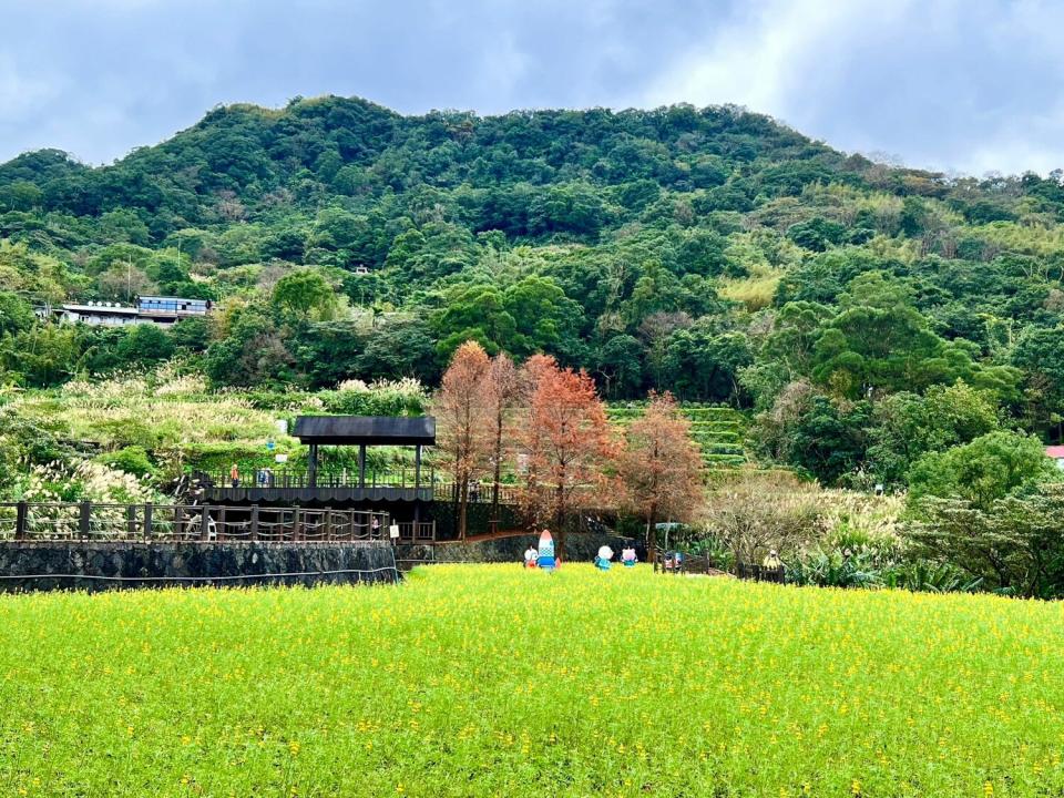 樟樹步道魯冰花海。   圖：台北市政府工務局大地工程處／提供