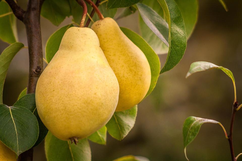 Pears