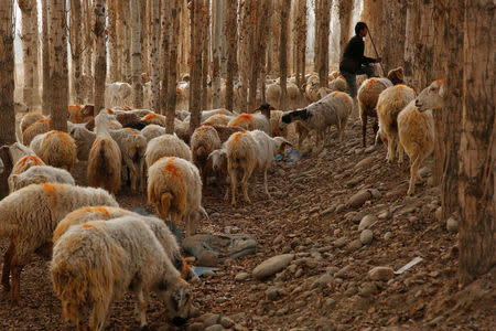 A man herds sheep outside the village of Jiya near Hotan, Xinjiang Uighur Autonomous Region, China, March 21, 2017. REUTERS/Thomas Peter