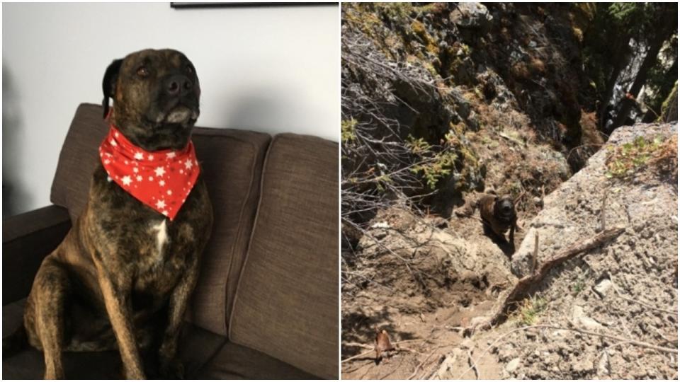 Chevy the dog sporting a fashion-forward scarf (left) and when she was stuck on a ledge above the cliff (right).  (Photo: Margot Wikjord via RCMP)