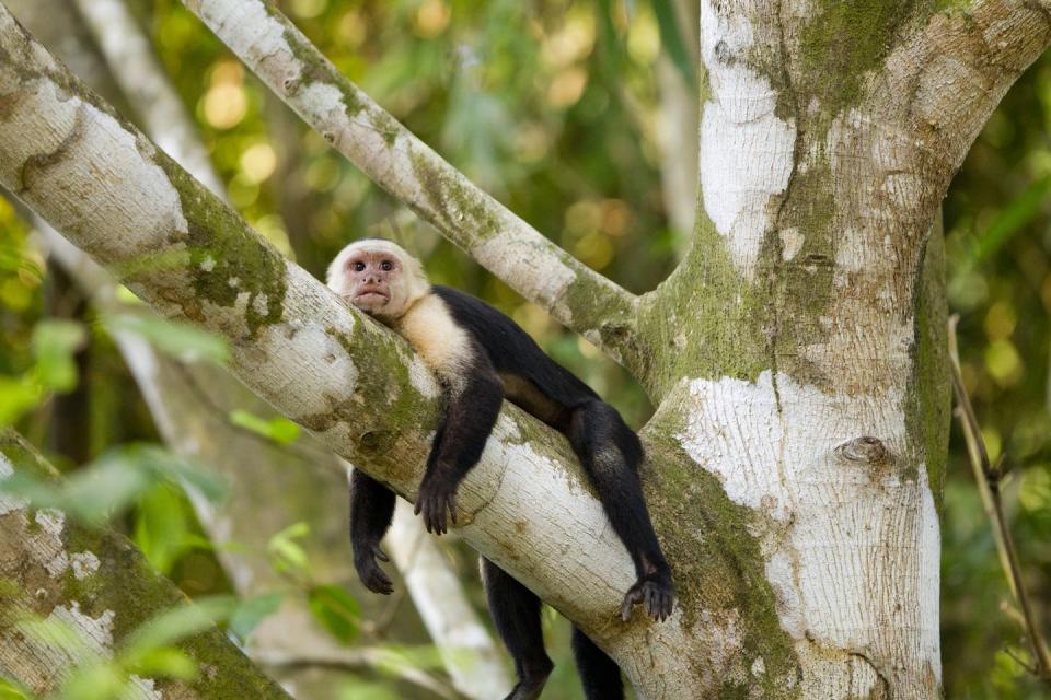 white faced capuchin, costa rica