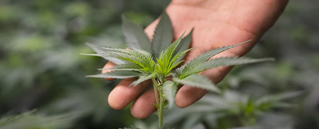 Cannabis plant